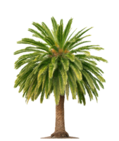 Palm tree, leaves