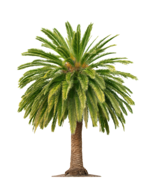Palm tree, leaves
