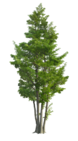 Big tree