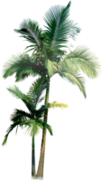 Tropical palm tree