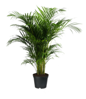 Palm tree