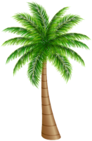 Coconut palm