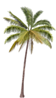 Palm tree, tree, beach