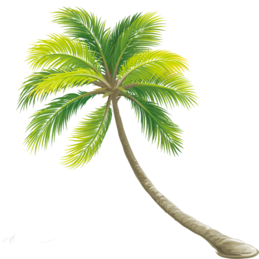 Palm, tree, png