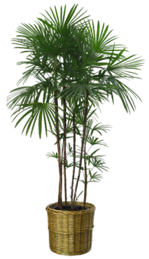 Plant, palm tree