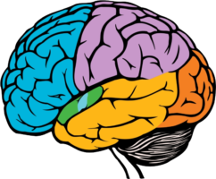 The human brain