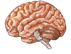 Man, brain