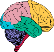 Drawing, human brain