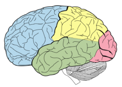 Brain regions