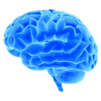 The brain
