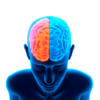Brain