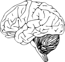 Drawing of the brain