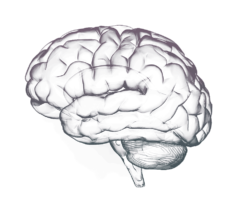 Powerful brain