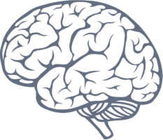 Human brain, apg