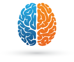 The brain is on top
