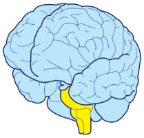 Brain, png
