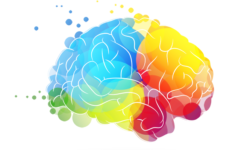 Multicolored brain on a white background