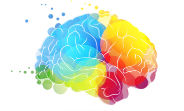 Multicolored brain on a white background