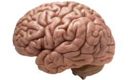 Human brain structure