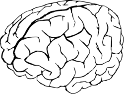 Brain drawing, structure