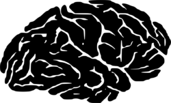 Human brain drawing, png