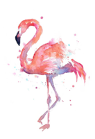 Flamingos