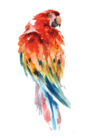 Macaw Parrot