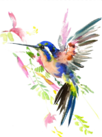 Hummingbird watercolor