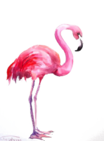 Pink Flamingo