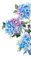 Hydrangea watercolor