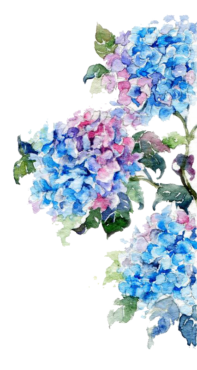 Hydrangea watercolor