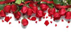 Rose petals