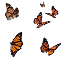 Monarch Butterfly