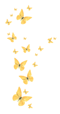 Yellow butterflies