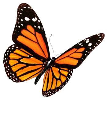 Monarch butterfly, wallpaper