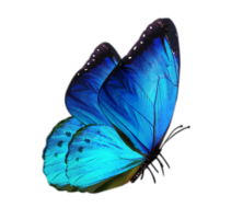 Morpho butterfly