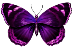 Purple butterfly