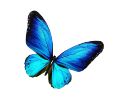Azure butterfly