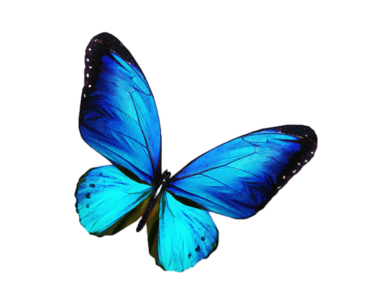 Azure butterfly