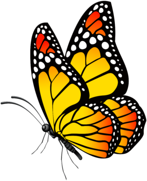 Butterflies drawings in color