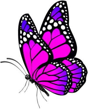 Butterfly, png