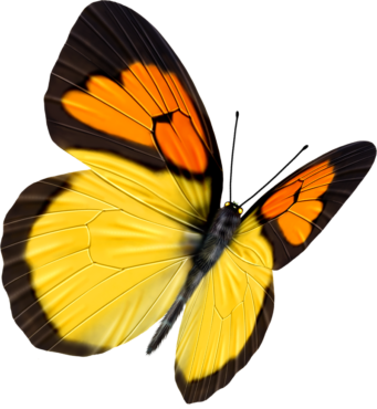Monarch Butterfly for photoshop