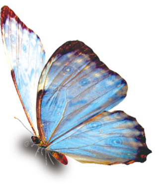 Blue transparent butterfly
