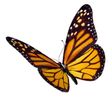 Flying butterfly