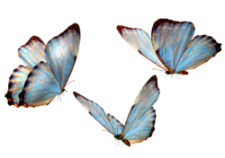 Glass Butterfly