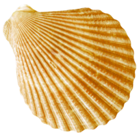 Clam Shell
