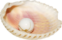 Shell pearl