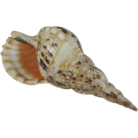 Decorative shell
