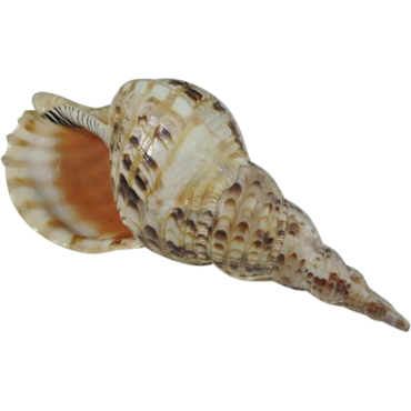 Decorative shell