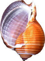 Clam Shell